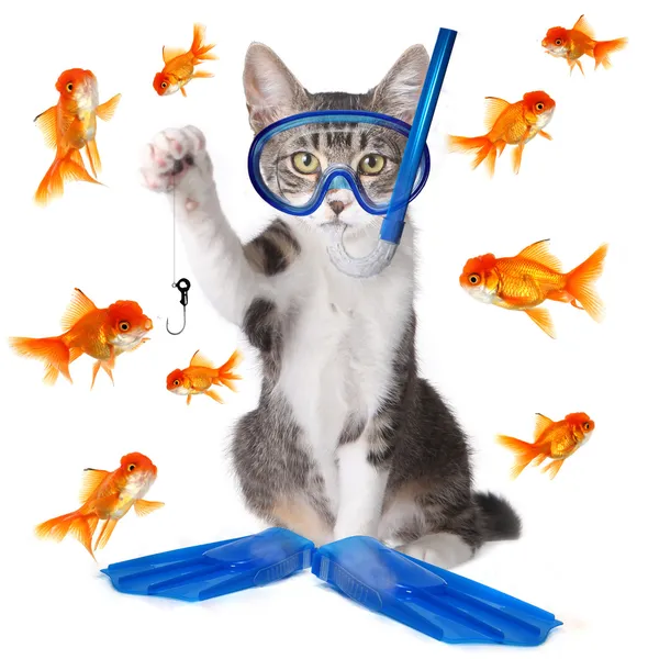 Забавный образ рыбалки кошек. Концептуально аналогично Te — стоковое фото