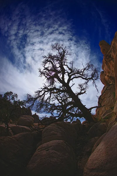 Joshua tree national park'ın dramatik ağacında — Stok fotoğraf