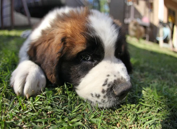 Anak anjing tergeletak di Rumput Mencari Sedih — Stok Foto