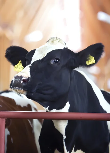 Genummerde koe — Stockfoto