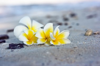 Flowers on the beach clipart