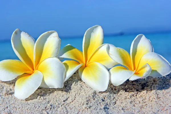 Flowers on the beach — Stock Photo, Image