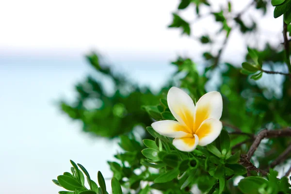 Virág a strandon — Stock Fotó