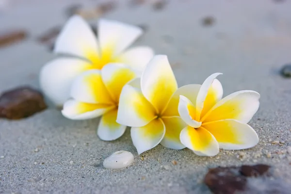 Tropische bloem samenstelling — Stockfoto