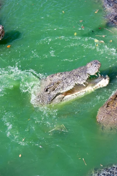 stock image Crocodile in the pond