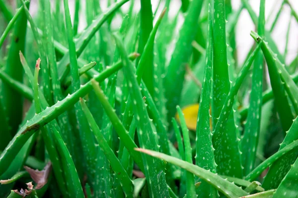 stock image Aloe vera