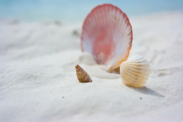 在沙滩上的三个不同壳 — 图库照片