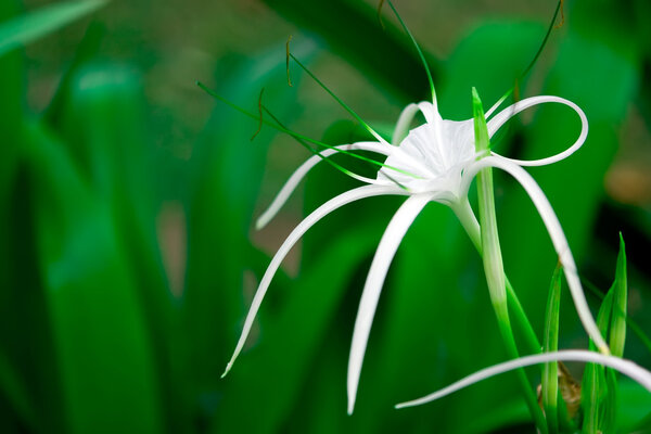 Белый цветок
