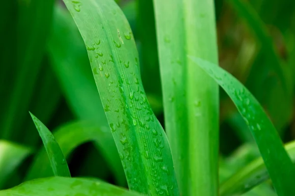 stock image Green grass