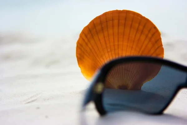 Shell і сонцезахисні окуляри — стокове фото