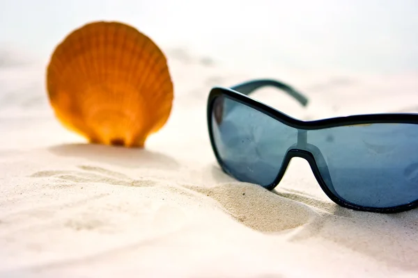 Deniz kabuğu ve güneş gözlüğü — Stok fotoğraf