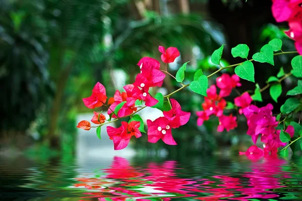 stock image Frangipani flowers