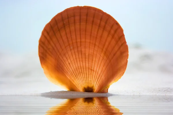 Shell on the beach reflected in water — Stock Photo, Image