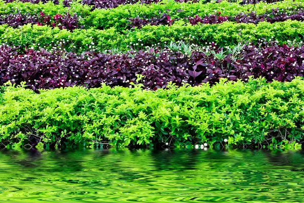 stock image Green bushes