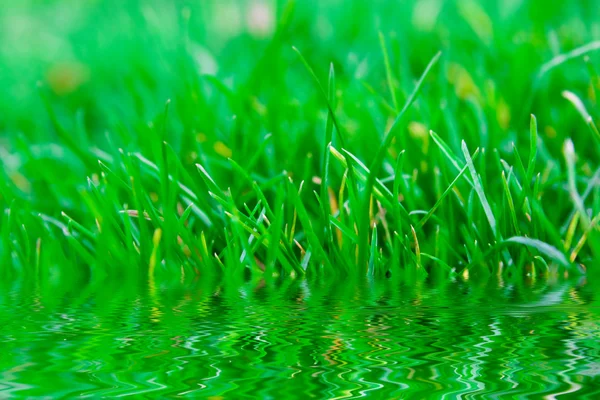 stock image Grass reflection in water