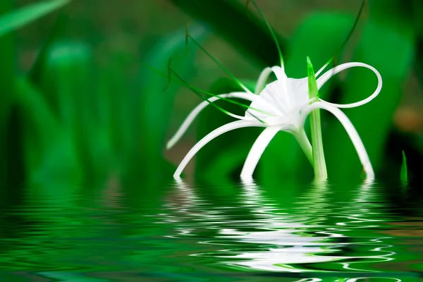 Weiße Blüte — Stockfoto