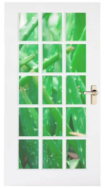Vita dörren med aloe gräs bakom — Stockfoto