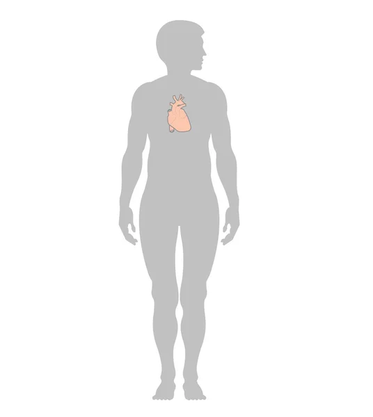Coração humano e contorno de um homem — Fotografia de Stock