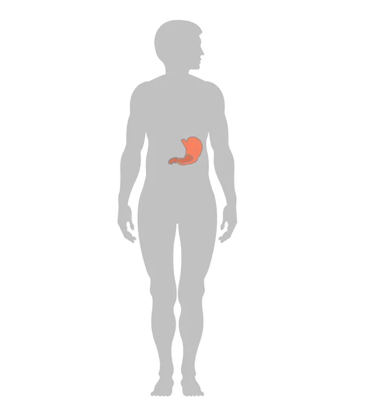 El estómago humano y el contorno de un hombre — Foto de Stock