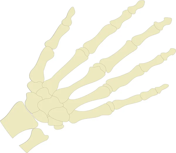 Mão de Sceleton — Fotografia de Stock