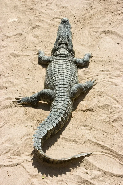 Шкіра крокодила Стокове Фото