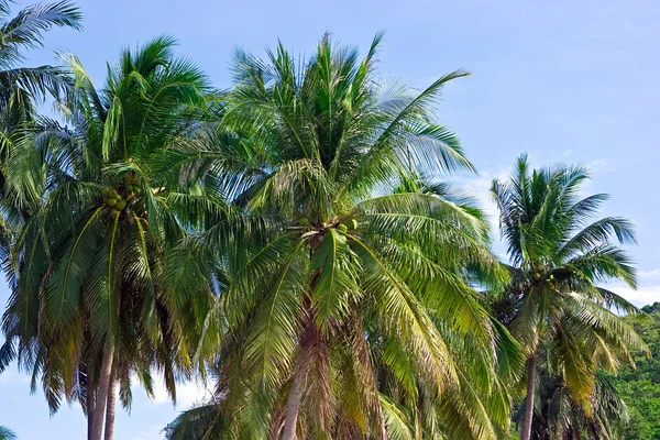Palm trees Stock Image
