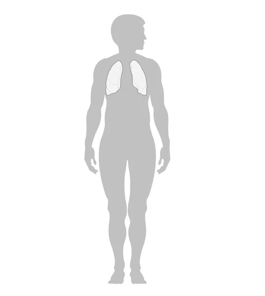 Lidské plíce a obrys člověka Stock Snímky