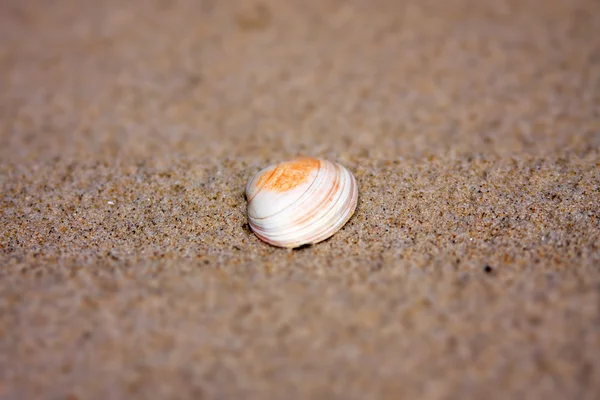 stock image Sea shell