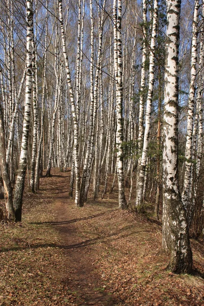 Birch wood in the early spring — Stock Photo, Image