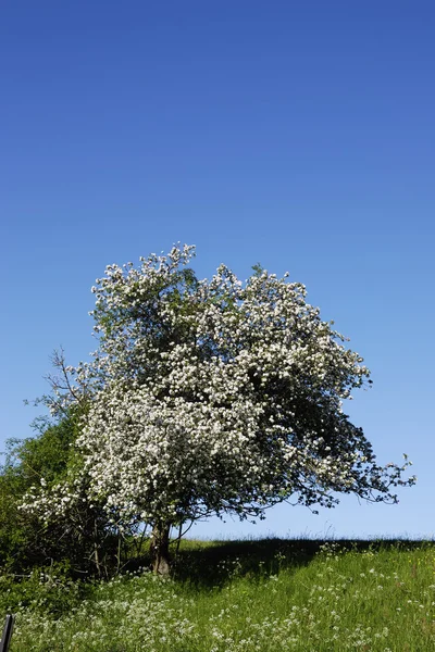 stock image Wild cherry tree