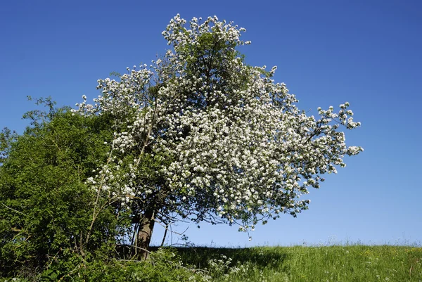 stock image Wild cherry tree