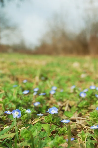 Frühlingsblumenwiese — Stockfoto