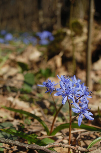 Spring squill flower growing in forest