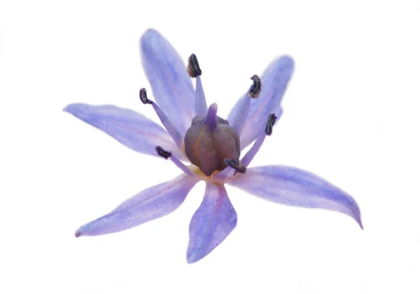 Star shape flower — Stock Photo, Image
