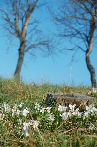 Весенний луг — стоковое фото