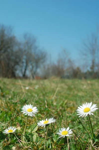 Łąka Daisy — Zdjęcie stockowe