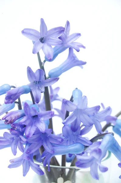 青い春の花 — ストック写真