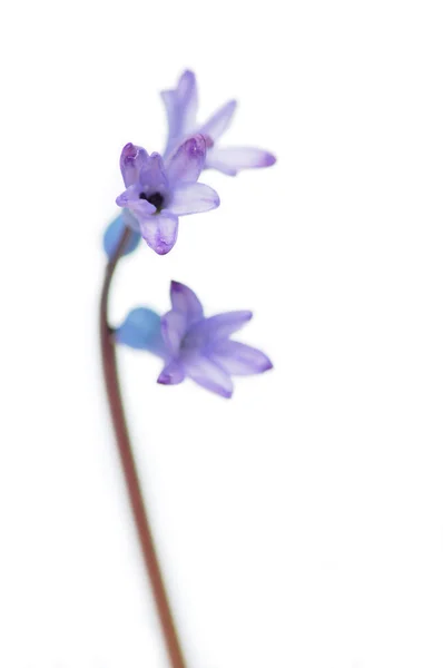 Flor de primavera — Foto de Stock