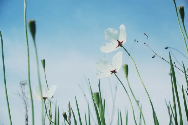White poppies — Stock Photo, Image