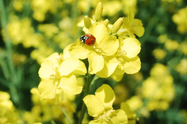Katicabogár-virág Stock Kép