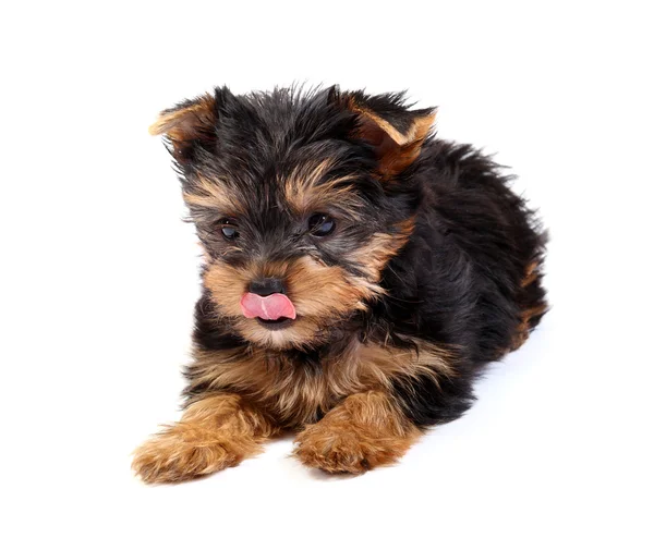 Yorkshire Terrier (7 weeks) in front Royalty Free Stock Photos