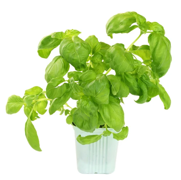 Planta de manjericão verde fresco — Fotografia de Stock