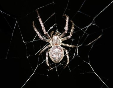 Cross spider in its web clipart