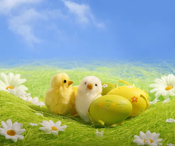 Pequeños pollitos blancos de Pascua y coloridos pintados — Foto de Stock