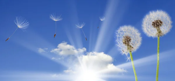 Dandelions on blue sky — Stock Photo, Image