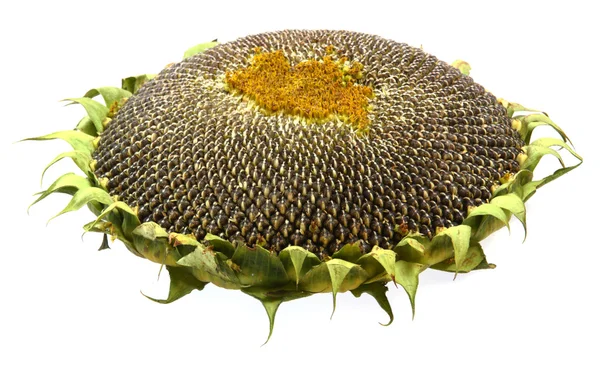 stock image Sunflower