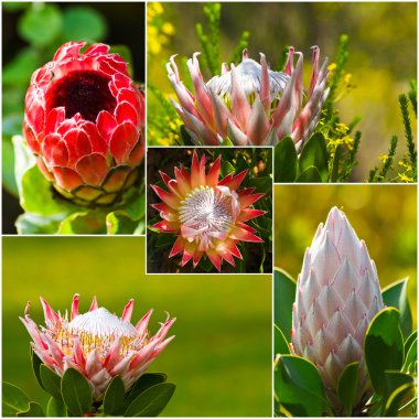 Protea çiçek kompozit