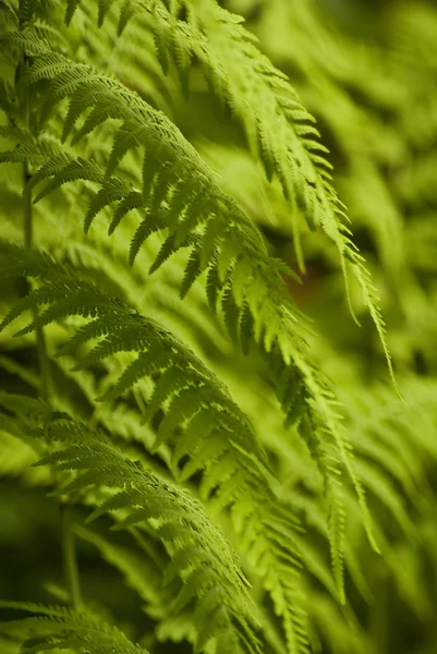 Samambaia selvagem verde — Fotografia de Stock