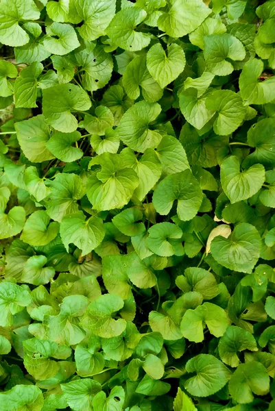 Zelená divoké kapradí — Stock fotografie