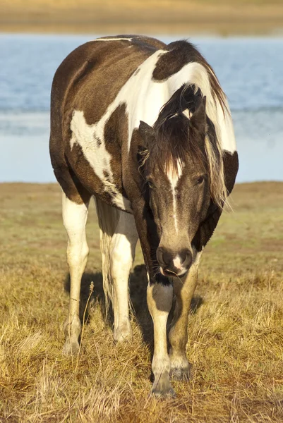 Bruine en witte paarden — Stockfoto